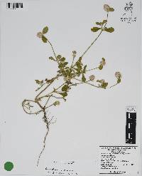 Gomphrena serrata image