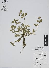 Gomphrena serrata image