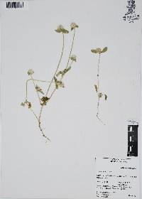 Gomphrena serrata image
