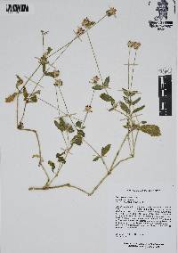 Gomphrena serrata image