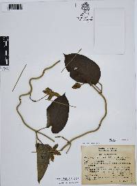 Gonolobus grandiflorus image