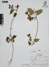 Gonolobus grandiflorus image