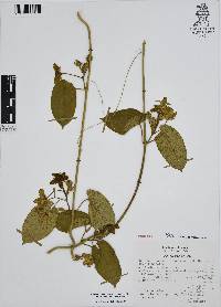 Gonolobus grandiflorus image