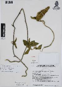 Gonolobus grandiflorus image