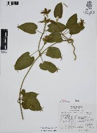 Gonolobus grandiflorus image