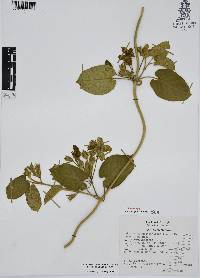 Gonolobus grandiflorus image