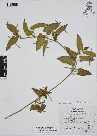 Gonolobus grandiflorus image