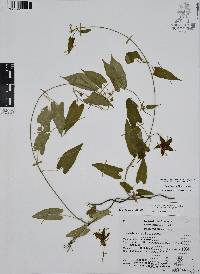 Gonolobus uniflorus image