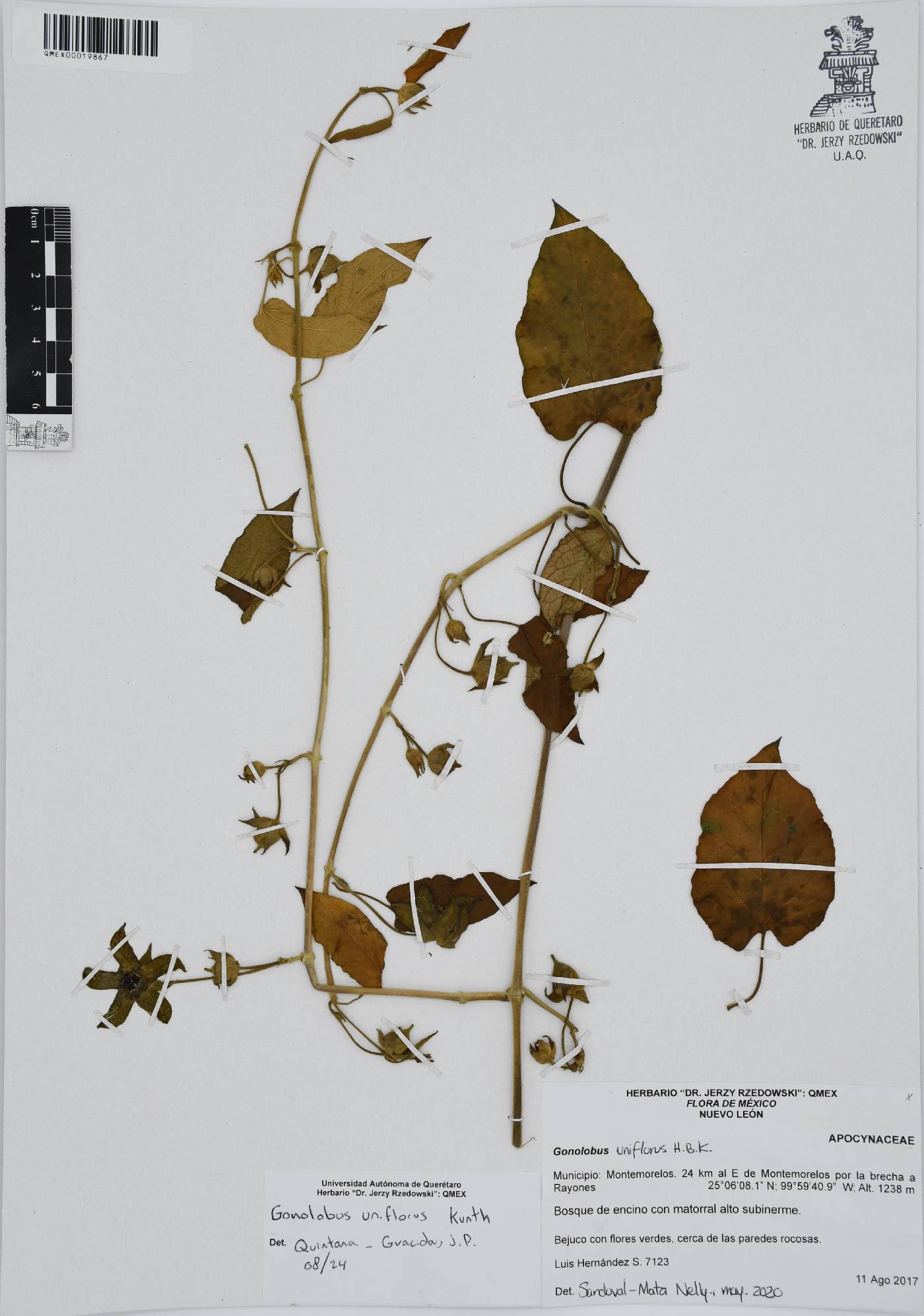 Gonolobus uniflorus image