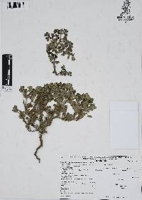 Guilleminea lanuginosa image