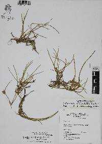 Lilaeopsis schaffneriana image