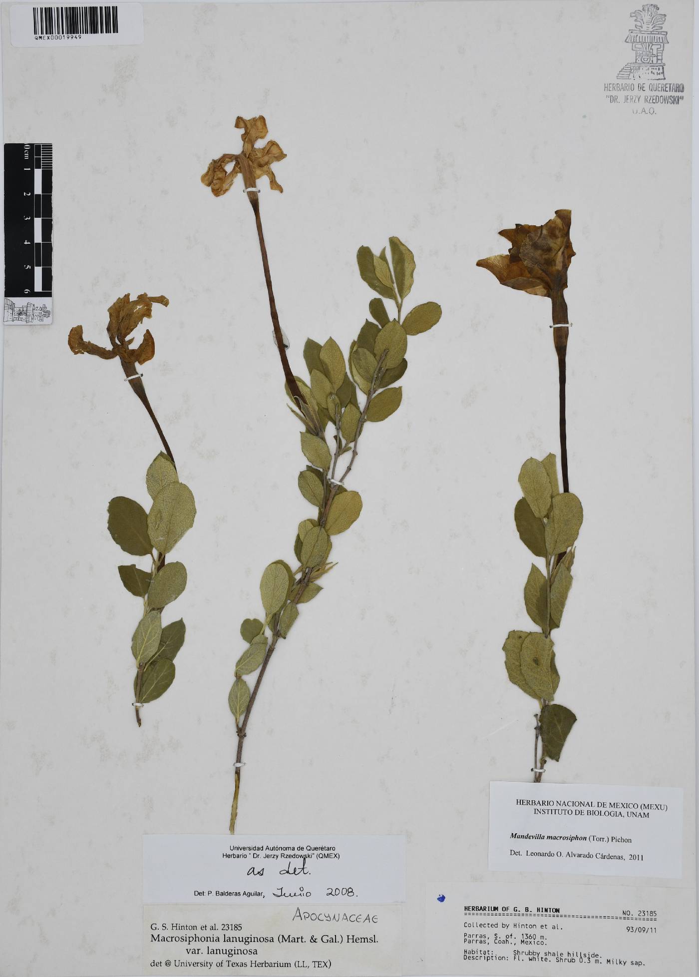 Mandevilla macrosiphon image