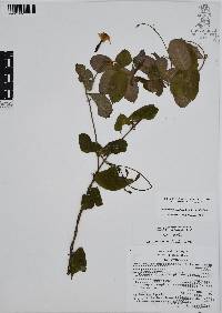 Mandevilla subsagittata image