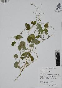 Micropleura renifolia image