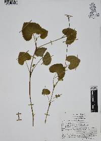 Micropleura renifolia image