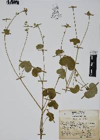 Micropleura renifolia image