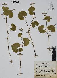 Micropleura renifolia image