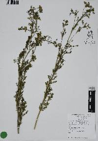 Petroselinum crispum image