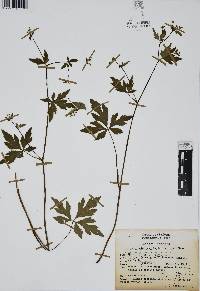 Sanicula liberta image