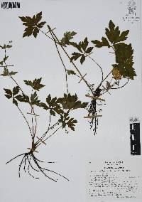 Sanicula liberta image