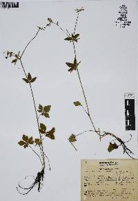 Sanicula liberta image