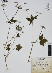 Sanicula liberta image