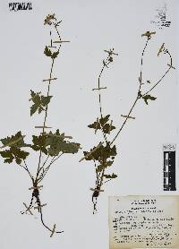 Sanicula liberta image