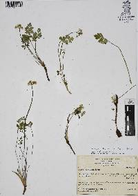 Tauschia humilis image