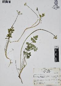Tauschia humilis image
