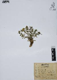 Tauschia nudicaulis image