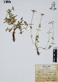 Tauschia nudicaulis image