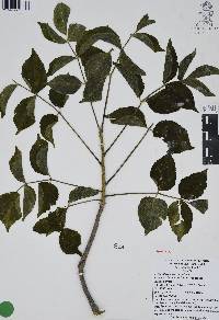 Aralia humilis image