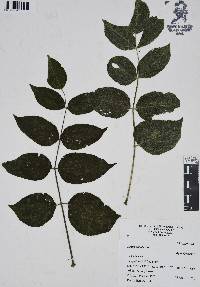 Aralia humilis image