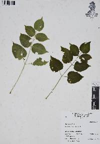 Aralia humilis image