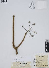 Aralia humilis image