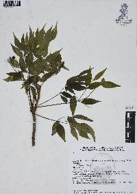 Aralia humilis image