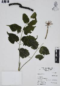 Aralia humilis image