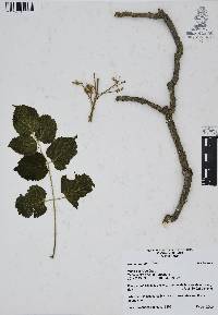 Aralia humilis image