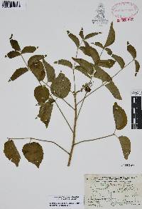 Aralia humilis image