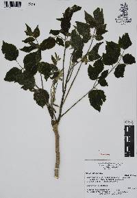 Aralia humilis image