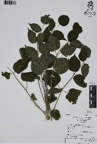 Aralia humilis image