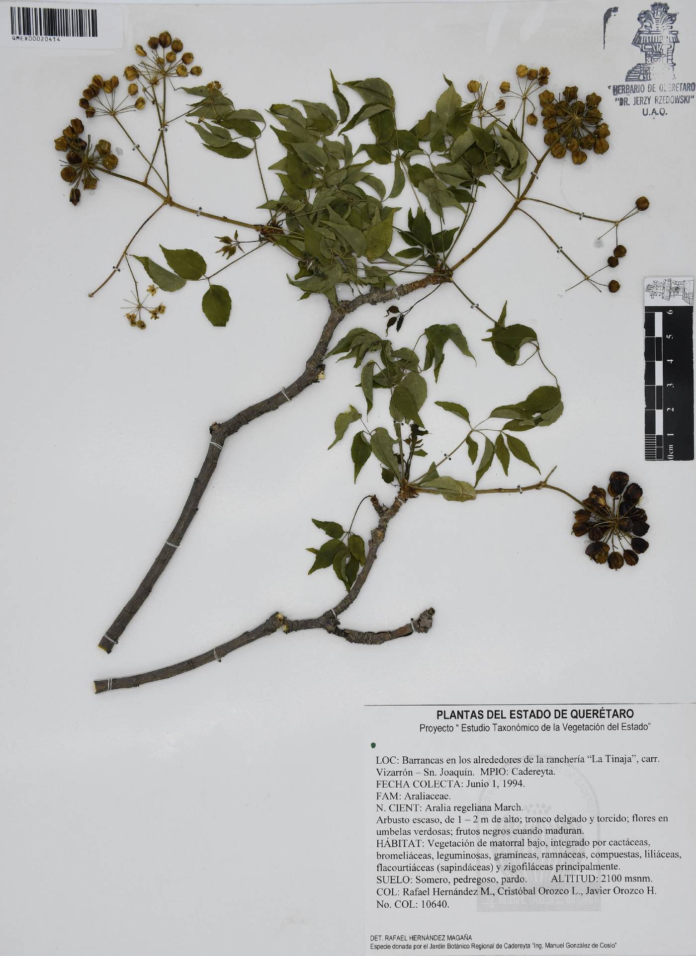 Aralia regeliana image