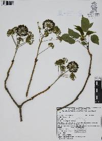 Aralia regeliana image