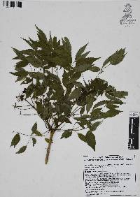 Aralia regeliana image