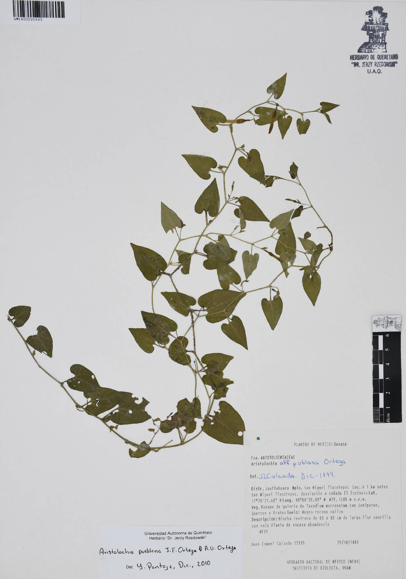 Aristolochia pueblana image