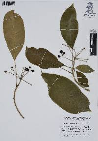 Dendropanax arboreus image