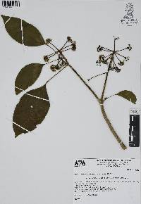 Dendropanax arboreus image