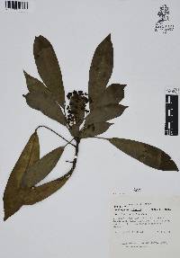 Dendropanax arboreus image