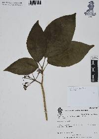 Dendropanax arboreus image