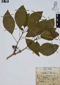 Dendropanax arboreus image